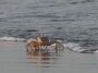 La marche latérale des crabes n'a peut-être évolué qu'une seule fois