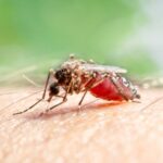 Le DEET peut-il attirer les moustiques ? Une étude en laboratoire offre des indices
