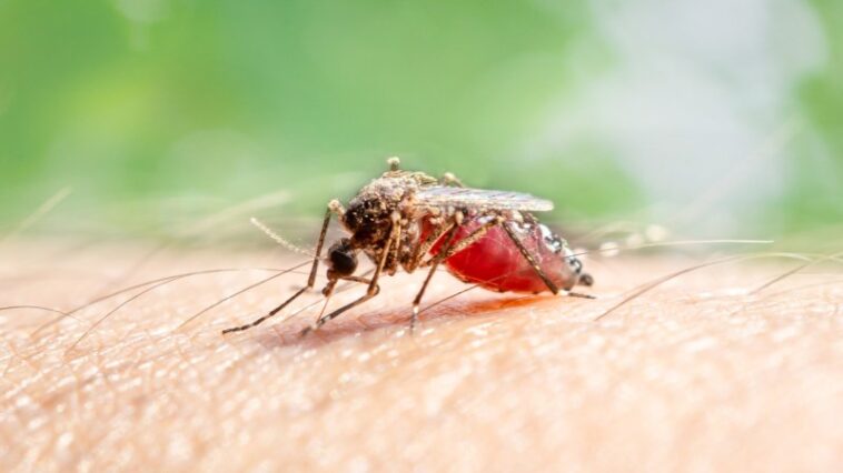 Le DEET peut-il attirer les moustiques ? Une étude en laboratoire offre des indices