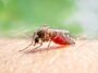 Le DEET peut-il attirer les moustiques ? Une étude en laboratoire offre des indices