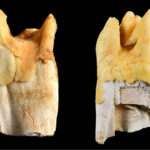 Deux grandes dents d'animaux avec des fissures et des crêtes sont représentées sur fond noir