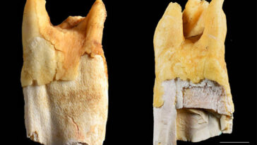 Deux grandes dents d'animaux avec des fissures et des crêtes sont représentées sur fond noir