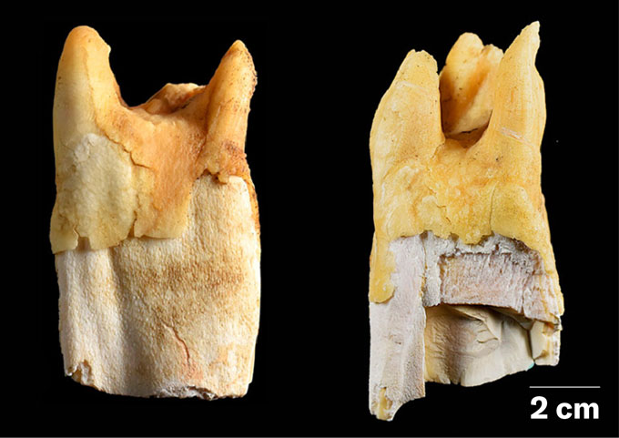 Deux grandes dents d'animaux avec des fissures et des crêtes sont représentées sur fond noir