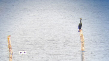 Une vue télescopique d'une bouée dans l'océan tenant des yeux écarquillés au sommet d'un poteau. Un oiseau est perché à proximité sur un poteau en bois supportant un filet de pêche