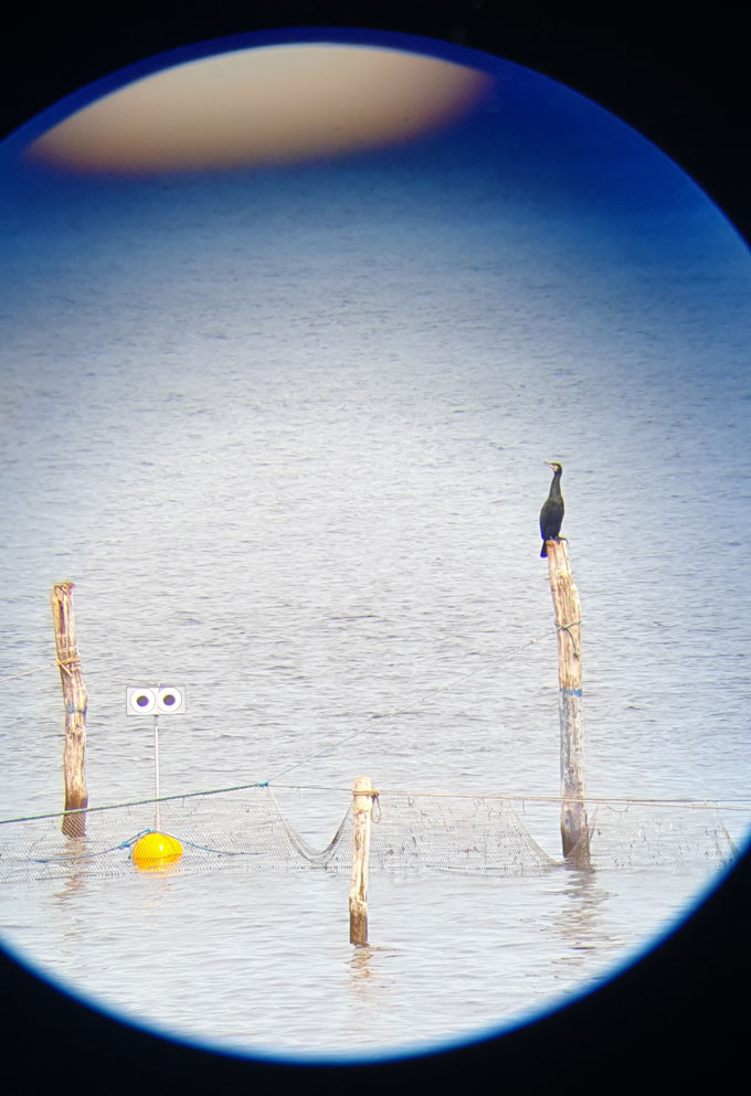 Les oiseaux de mer n'ont pas été trompés par une bouée en forme d'épouvantail aux yeux rotatifs Une vue télescopique d'une bouée dans l'océan tenant des yeux écarquillés au sommet d'un poteau. Un oiseau est perché à proximité sur un poteau en bois supportant un filet de pêche