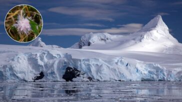 Les plantes de l'Antarctique pourraient être confrontées à une menace fongique croissante due au réchauffement des sols