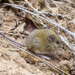 Un petit rongeur brun aux oreilles arrondies et à la queue plus longue qu'il n'y paraît plus long que son corps est assis au milieu de brindilles sur un fond de boue beige. C'est l'hôte naturel de l'hantavirus des Andes.