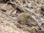 Un petit rongeur brun aux oreilles arrondies et à la queue plus longue qu'il n'y paraît plus long que son corps est assis au milieu de brindilles sur un fond de boue beige. C'est l'hôte naturel de l'hantavirus des Andes.