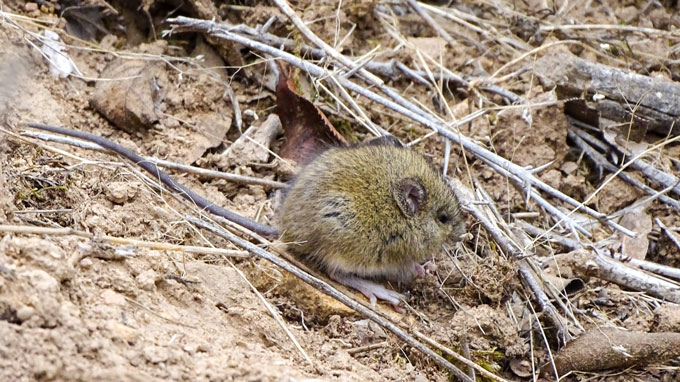 Un petit rongeur brun aux oreilles arrondies et à la queue plus longue qu'il n'y paraît plus long que son corps est assis au milieu de brindilles sur un fond de boue beige. C'est l'hôte naturel de l'hantavirus des Andes.