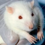 Les rats femelles aiment un autre type de chatouillement que les mâles Les rats femelles aiment un autre type de chatouillement que les mâles