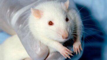 Les rats femelles aiment un autre type de chatouillement que les mâles