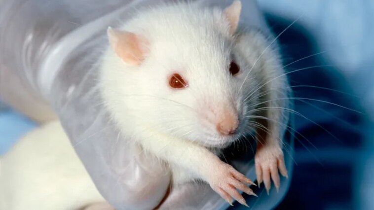 Les rats femelles aiment un autre type de chatouillement que les mâles Les rats femelles aiment un autre type de chatouillement que les mâles
