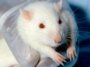 Les rats femelles aiment un autre type de chatouillement que les mâles
