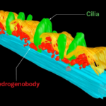 Une reconstruction 3D d'images au microscope montrant une partie d'une cellule de protozoaire cilié. Des structures vertes en forme de feuilles représentant les cils s'élèvent d'une fine bande de tissu jaune ondulée représentant la membrane cellulaire. Des structures rouges de corps hydrogénés de forme à peu près ovale se regroupent autour de la base des cils, juste sous la membrane. Les corps hydrogénés produisent de l’hydrogène, ce qui incite d’autres microbes à produire du méthane.