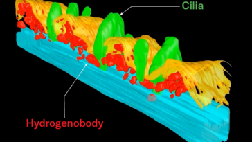 Une reconstruction 3D d'images au microscope montrant une partie d'une cellule de protozoaire cilié. Des structures vertes en forme de feuilles représentant les cils s'élèvent d'une fine bande de tissu jaune ondulée représentant la membrane cellulaire. Des structures rouges de corps hydrogénés de forme à peu près ovale se regroupent autour de la base des cils, juste sous la membrane. Les corps hydrogénés produisent de l’hydrogène, ce qui incite d’autres microbes à produire du méthane.