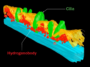 Une reconstruction 3D d'images au microscope montrant une partie d'une cellule de protozoaire cilié. Des structures vertes en forme de feuilles représentant les cils s'élèvent d'une fine bande de tissu jaune ondulée représentant la membrane cellulaire. Des structures rouges de corps hydrogénés de forme à peu près ovale se regroupent autour de la base des cils, juste sous la membrane. Les corps hydrogénés produisent de l’hydrogène, ce qui incite d’autres microbes à produire du méthane.