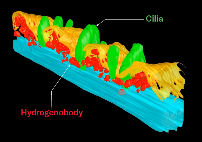 Une reconstruction 3D d'images au microscope montrant une partie d'une cellule de protozoaire cilié. Des structures vertes en forme de feuilles représentant les cils s'élèvent d'une fine bande de tissu jaune ondulée représentant la membrane cellulaire. Des structures rouges de corps hydrogénés de forme à peu près ovale se regroupent autour de la base des cils, juste sous la membrane. Les corps hydrogénés produisent de l’hydrogène, ce qui incite d’autres microbes à produire du méthane.