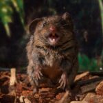 Les souris chantantes gonflent leurs sacs aériens pour faire leurs douces chansons