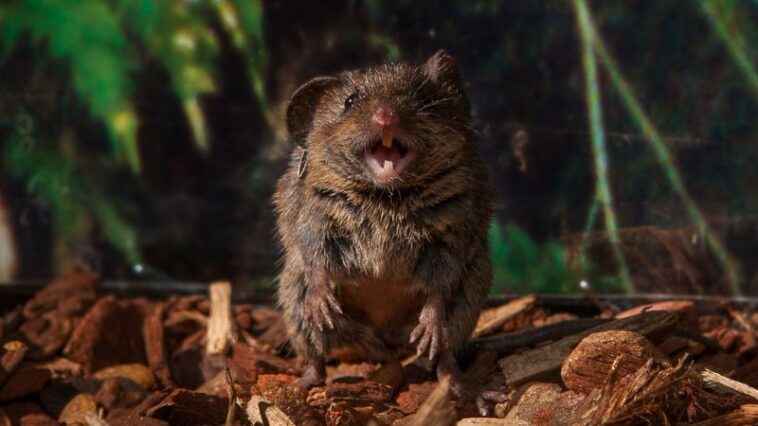 Les souris chantantes gonflent leurs sacs aériens pour faire leurs douces chansons