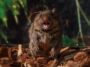 Les souris chantantes gonflent leurs sacs aériens pour faire leurs douces chansons