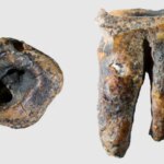 Première preuve de la dentisterie néandertalienne découverte dans une ancienne molaire
