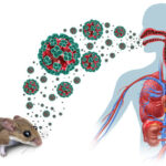 Une infographie d'une souris dans le coin inférieur gauche dégageant des hantavirus rouges et verts. Les virus ont des grappes de quatre boules vertes à la surface avec un intérieur rouge. Les virus de différentes tailles se dirigent vers un contour transparent d’un corps humain qui montre les organes internes de la poitrine et de l’abdomen. Les virus peuvent être observés dans les voies respiratoires, du nez et de la bouche jusqu’à la gorge.