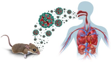 Une infographie d'une souris dans le coin inférieur gauche dégageant des hantavirus rouges et verts. Les virus ont des grappes de quatre boules vertes à la surface avec un intérieur rouge. Les virus de différentes tailles se dirigent vers un contour transparent d’un corps humain qui montre les organes internes de la poitrine et de l’abdomen. Les virus peuvent être observés dans les voies respiratoires, du nez et de la bouche jusqu’à la gorge.