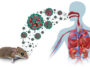 Une infographie d'une souris dans le coin inférieur gauche dégageant des hantavirus rouges et verts. Les virus ont des grappes de quatre boules vertes à la surface avec un intérieur rouge. Les virus de différentes tailles se dirigent vers un contour transparent d’un corps humain qui montre les organes internes de la poitrine et de l’abdomen. Les virus peuvent être observés dans les voies respiratoires, du nez et de la bouche jusqu’à la gorge.