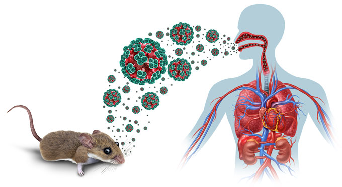 Une infographie d'une souris dans le coin inférieur gauche dégageant des hantavirus rouges et verts. Les virus ont des grappes de quatre boules vertes à la surface avec un intérieur rouge. Les virus de différentes tailles se dirigent vers un contour transparent d’un corps humain qui montre les organes internes de la poitrine et de l’abdomen. Les virus peuvent être observés dans les voies respiratoires, du nez et de la bouche jusqu’à la gorge.