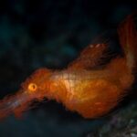 Rencontrez « Snuffleupagus », un nouveau poisson arborant un camouflage hirsute Rencontrez « Snuffleupagus », un nouveau poisson arborant un camouflage hirsute
