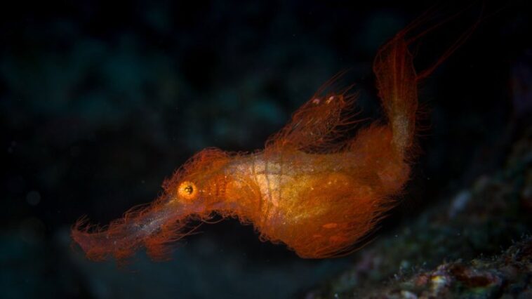 Rencontrez « Snuffleupagus », un nouveau poisson arborant un camouflage hirsute