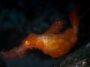 Rencontrez « Snuffleupagus », un nouveau poisson arborant un camouflage hirsute