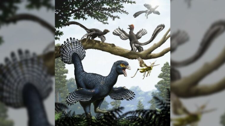 Si les ailes sont arrivées avant le vol, à quoi servaient-elles ?