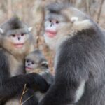 Un conflit territorial pourrait expliquer la grande taille des primates mâles
