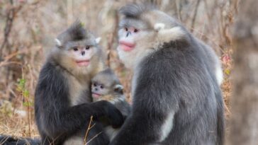 Un conflit territorial pourrait expliquer la grande taille des primates mâles