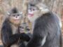 Un conflit territorial pourrait expliquer la grande taille des primates mâles