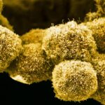 Une nouvelle pilule contre le cancer du pancréas pourrait changer la donne pour les patients Une nouvelle pilule contre le cancer du pancréas pourrait changer la donne pour les patients