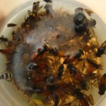 Les insectes morts sont collectés dans une piscine d'éthanol