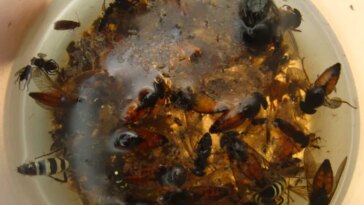 Les insectes morts sont collectés dans une piscine d'éthanol