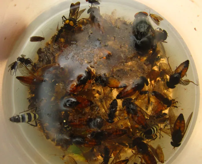 Les insectes morts sont collectés dans une piscine d'éthanol