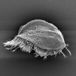 Une vue latérale d'Euplotes gigatrox. Le protiste unicellulaire ressemble à une carapace de tortue avec une frange de cils ressemblant à des poils dépassant du dessous.