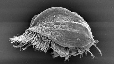 Une vue latérale d'Euplotes gigatrox. Le protiste unicellulaire ressemble à une carapace de tortue avec une frange de cils ressemblant à des poils dépassant du dessous.