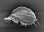 Une vue latérale d'Euplotes gigatrox. Le protiste unicellulaire ressemble à une carapace de tortue avec une frange de cils ressemblant à des poils dépassant du dessous.