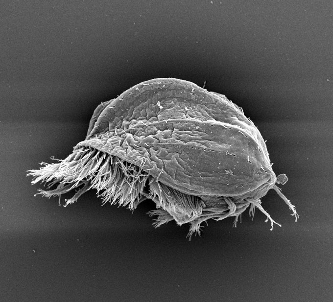 Ce microbe se transforme en « Hulk » cannibale Une vue latérale d'Euplotes gigatrox. Le protiste unicellulaire ressemble à une carapace de tortue avec une frange de cils ressemblant à des poils dépassant du dessous.