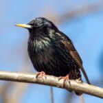 Un étourneau sansonnet est perché sur une branche d'arbre contre un ciel bleu.