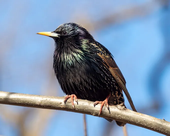Certains ptérosaures pouvaient se vanter d'une irisation audacieuse Un étourneau sansonnet est perché sur une branche d'arbre contre un ciel bleu.