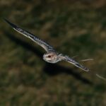 Ces oiseaux claquent les os de leurs ailes pour courtiser leurs partenaires la nuit Ces oiseaux claquent les os de leurs ailes pour courtiser leurs partenaires la nuit