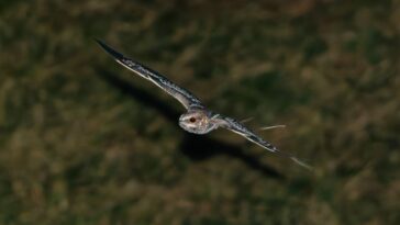 Ces oiseaux claquent les os de leurs ailes pour courtiser leurs partenaires la nuit