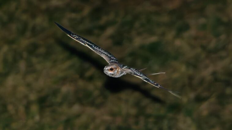 Ces oiseaux claquent les os de leurs ailes pour courtiser leurs partenaires la nuit Ces oiseaux claquent les os de leurs ailes pour courtiser leurs partenaires la nuit