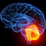 Le « petit cerveau » pourrait donner un grand coup de pouce à l’esprit vieillissant Le « petit cerveau » pourrait donner un grand coup de pouce à l’esprit vieillissant